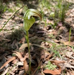 Pterostylis baptistii at Dunbogan, NSW - suppressed