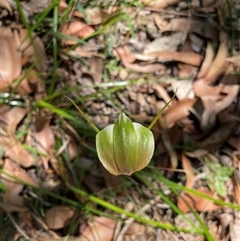 Pterostylis baptistii at Dunbogan, NSW - suppressed