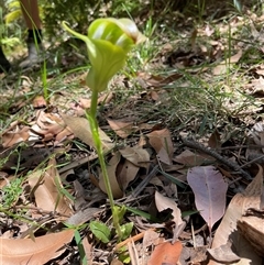 Pterostylis baptistii at Dunbogan, NSW - suppressed