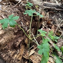 Unverified at suppressed - suppressed