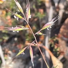 Rytidosperma sp. (Wallaby Grass) at Bendoura, NSW - 28 Oct 2024 by JaneR