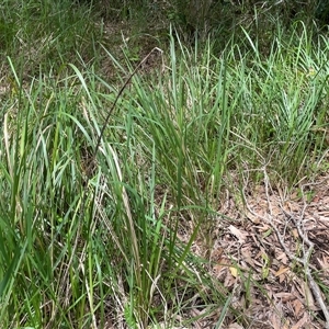 Imperata cylindrica at Dunbogan, NSW - 27 Oct 2024 11:27 AM