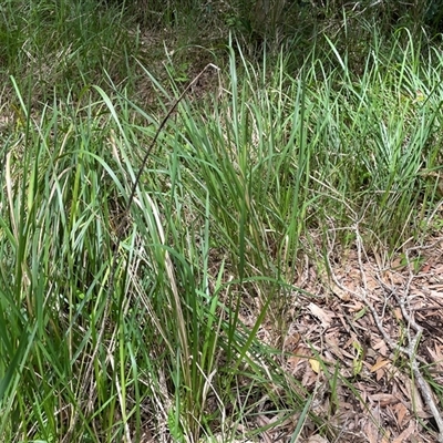 Imperata cylindrica (Blady Grass) at Dunbogan, NSW - 27 Oct 2024 by Nette