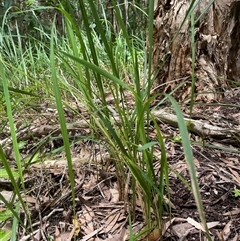 Imperata cylindrica at Dunbogan, NSW - 27 Oct 2024 11:27 AM