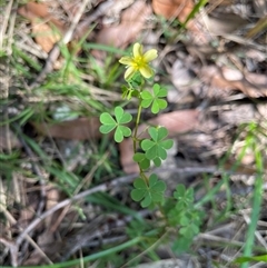 Unidentified Plant at Dunbogan, NSW - 28 Oct 2024 by Nette