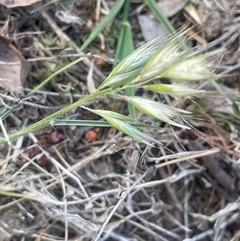 Rytidosperma sp. (Wallaby Grass) at Bendoura, NSW - 28 Oct 2024 by JaneR