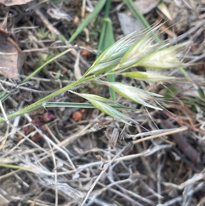 Rytidosperma sp. (Wallaby Grass) at Bendoura, NSW - 28 Oct 2024 by JaneR