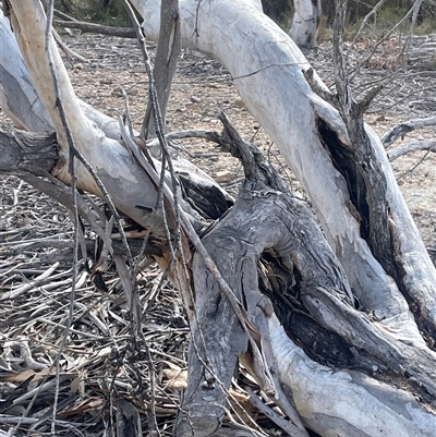 Eucalyptus pauciflora subsp. pauciflora (White Sally, Snow Gum) at Bendoura, NSW - 28 Oct 2024 by JaneR