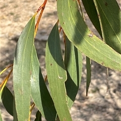 Eucalyptus pauciflora subsp. pauciflora at Bendoura, NSW - 28 Oct 2024