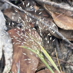 Aira sp. at Bendoura, NSW - 28 Oct 2024