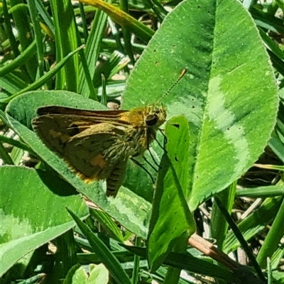 Ocybadistes walkeri (Green Grass-dart) at Braddon, ACT - 28 Oct 2024 by clarehoneydove