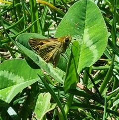 Ocybadistes walkeri at Braddon, ACT - 28 Oct 2024