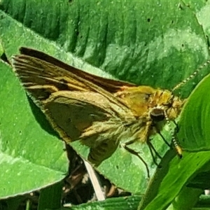 Ocybadistes walkeri at Braddon, ACT - 28 Oct 2024