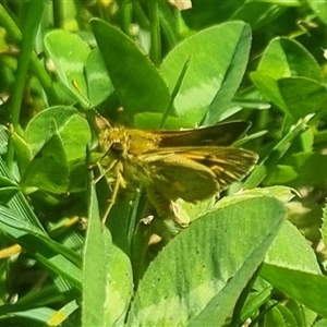 Ocybadistes walkeri at Braddon, ACT - 28 Oct 2024