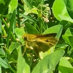 Ocybadistes walkeri at Braddon, ACT - 28 Oct 2024