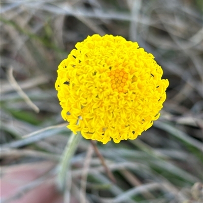 Ammobium craspedioides (Yass Daisy) by SustainableSeg