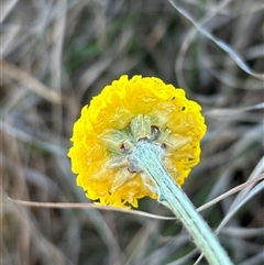 Ammobium craspedioides at suppressed - 28 Oct 2024