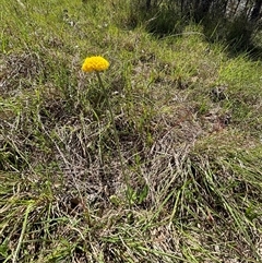 Ammobium craspedioides at suppressed - 28 Oct 2024