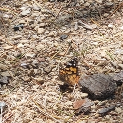 Vanessa kershawi (Australian Painted Lady) at Braddon, ACT - 28 Oct 2024 by clarehoneydove