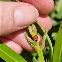 Hippodamia variegata (Spotted Amber Ladybird) at Braddon, ACT - 28 Oct 2024 by clarehoneydove