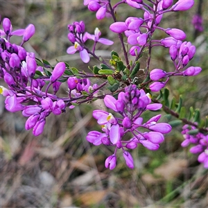 Comesperma ericinum at Bungendore, NSW - 28 Oct 2024