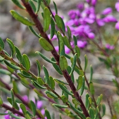 Comesperma ericinum at Bungendore, NSW - 28 Oct 2024