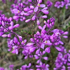 Comesperma ericinum at Bungendore, NSW - 28 Oct 2024 04:50 PM