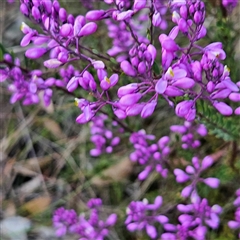 Comesperma ericinum at Bungendore, NSW - 28 Oct 2024 04:50 PM