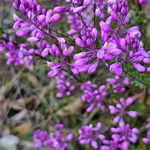 Comesperma ericinum at Bungendore, NSW - 28 Oct 2024