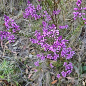 Comesperma ericinum at Bungendore, NSW - 28 Oct 2024