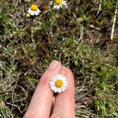 Calotis anthemoides at Woolgarlo, NSW - 28 Oct 2024 by SustainableSeg