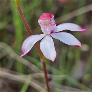 Caladenia moschata at Bungendore, NSW - suppressed