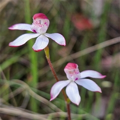 Caladenia moschata at Bungendore, NSW - suppressed