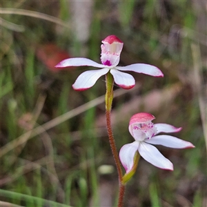 Caladenia moschata at Bungendore, NSW - suppressed