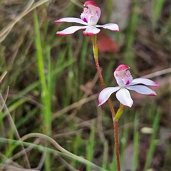 Caladenia moschata at Bungendore, NSW - suppressed