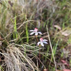 Caladenia moschata at Bungendore, NSW - 28 Oct 2024