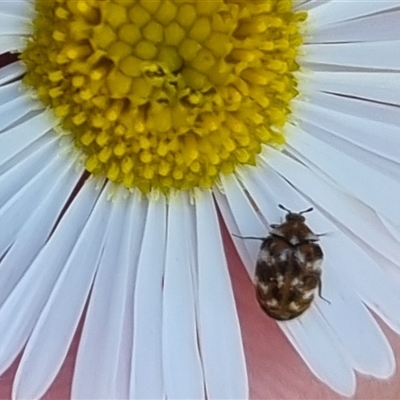 Anthrenus verbasci (Varied or Variegated Carpet Beetle) at Braddon, ACT - 28 Oct 2024 by clarehoneydove