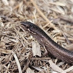 Saproscincus mustelinus (Weasel Skink) at Braidwood, NSW - 28 Oct 2024 by MatthewFrawley