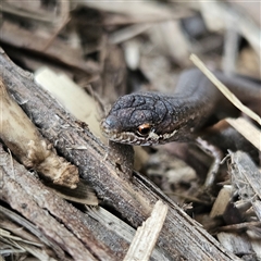 Saproscincus mustelinus at Braidwood, NSW - 28 Oct 2024 05:51 PM