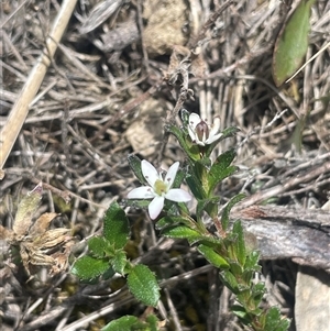 Rhytidosporum procumbens at Bendoura, NSW - 28 Oct 2024 01:44 PM