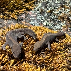 Diplodactylus vittatus at Woolgarlo, NSW - suppressed