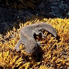 Diplodactylus vittatus at Woolgarlo, NSW - suppressed