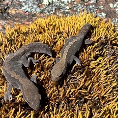 Diplodactylus vittatus at Woolgarlo, NSW - suppressed