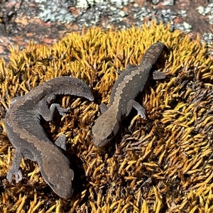 Diplodactylus vittatus at Woolgarlo, NSW - suppressed