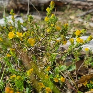 Hibbertia calycina at Warri, NSW - suppressed