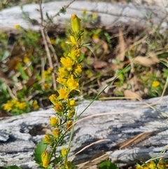 Hibbertia calycina at Warri, NSW - suppressed