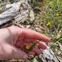 Hibbertia calycina at Warri, NSW - suppressed