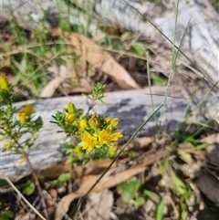 Hibbertia calycina at Warri, NSW - suppressed