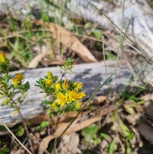 Hibbertia calycina at Warri, NSW - suppressed