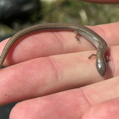 Hemiergis talbingoensis (Eastern Three-toed Earless Skink) at Woolgarlo, NSW - 28 Oct 2024 by SustainableSeg